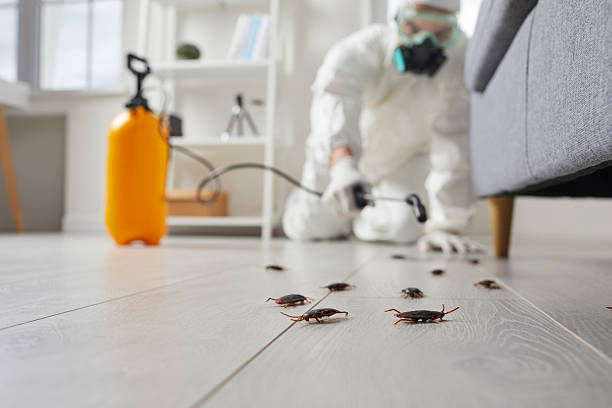 Commercial Rodent Management in Belmond